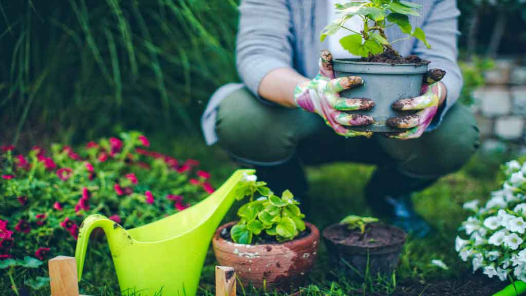 Garden Care gallery
