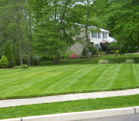 Lawn Mowing Aurora