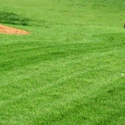 Aurora Lawn Mowing company Aurora Lawn Mowing company